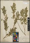Foto von Salix purpurea L.